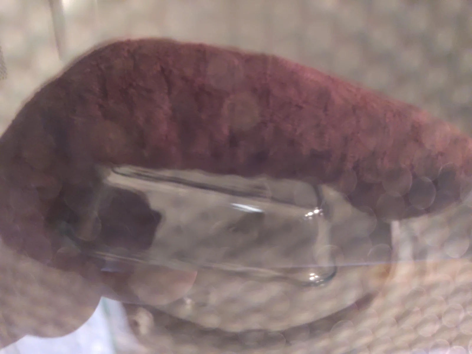 View into microwave showing towel wrap